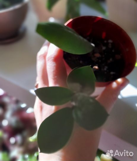 Комнатные домашние растения