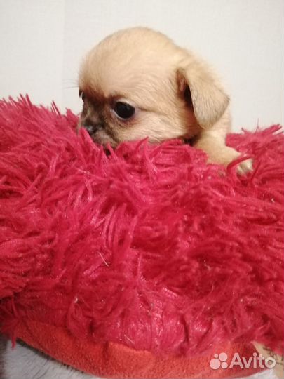 Щенки чихуахуа