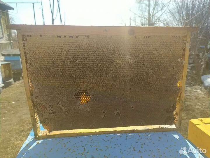 Рамки с мёдом