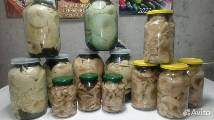 Грибы 2023 г. Грузди