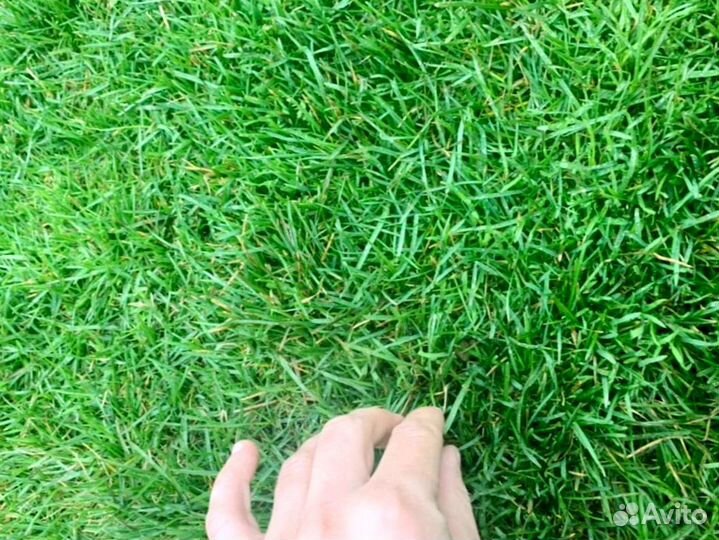 Рулонный газон 