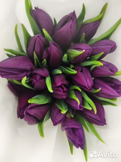 Луковицы тюльпанов