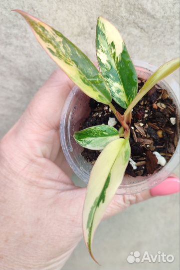 Philodendron caramel marble