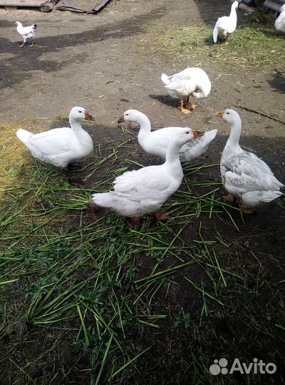 Мясо домашней птицы