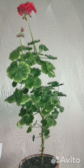 Продам цветы комнатные