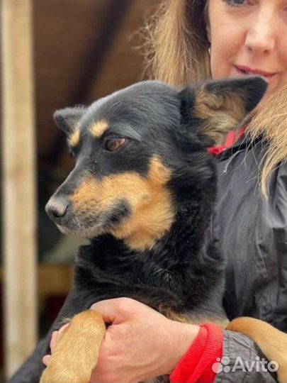 Отдаю собачку Клепу в добрые руки