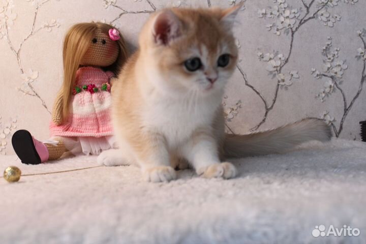 Кошки