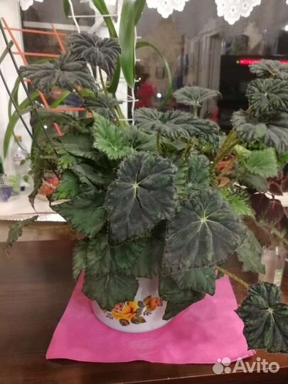 Бегония королевская