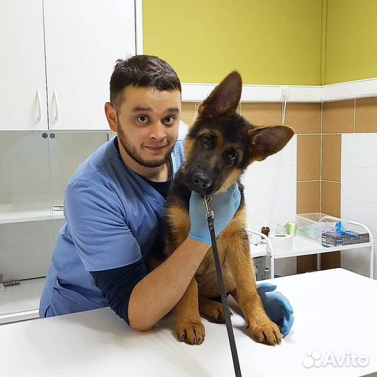 Ветеринарный врач на дом.Кастрации.Стерилизации