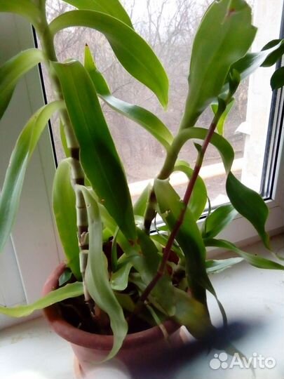 Каланхое,кактусы,золотой ус