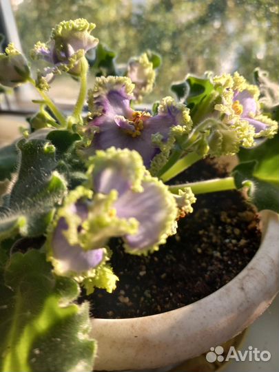 Сортовые фиалки листики