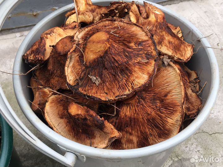 Грибы коровники