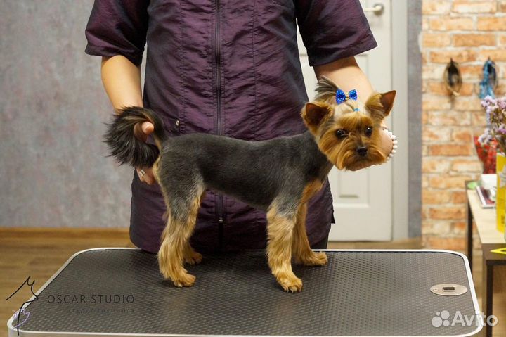 Курсы груминга