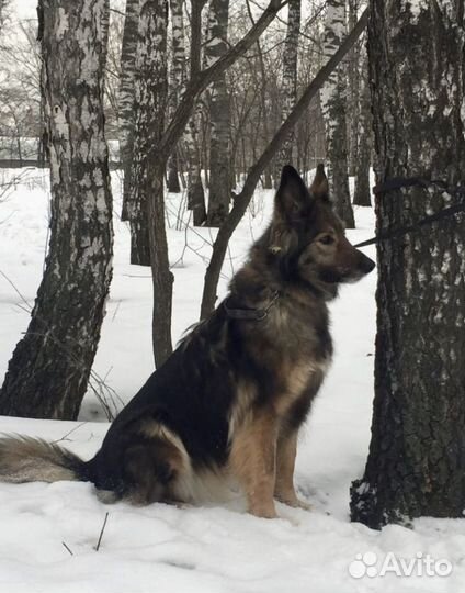 Рокси из приюта мечтает о семье