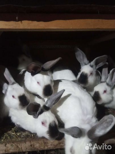 Кролик