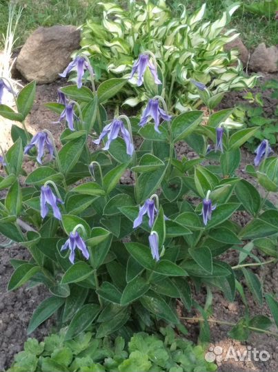 Многолетние садовые цветы