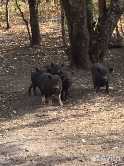 Вьетнамск вислобрюхий поросенок