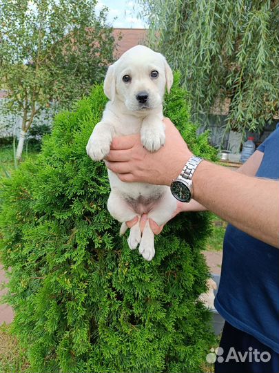 Щенки лабрадора девочки с документами