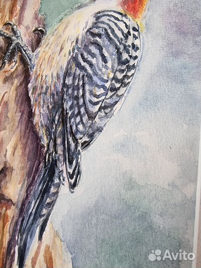 Картина с попугаем, картина с дятлом