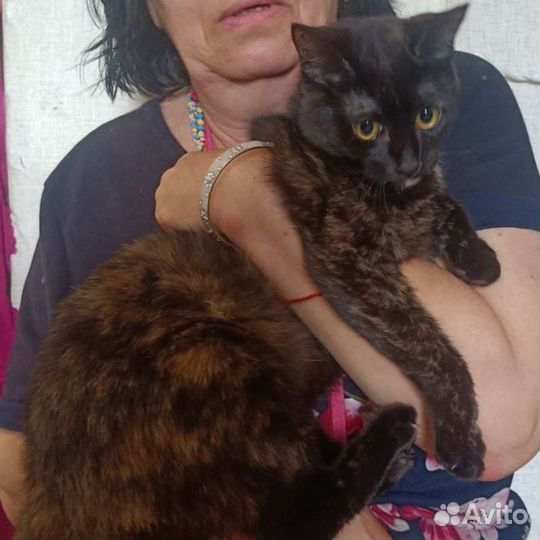 Сидит голодная по несколько дней,безумно нужен дом