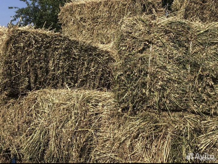 Сено люцерны