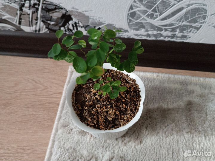 Брейния снежная