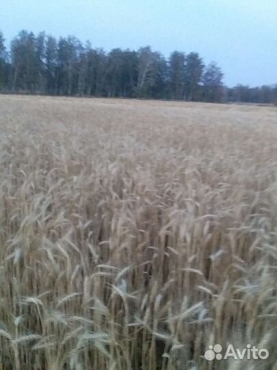 Солома в рулонах