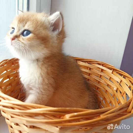 Золотая шиншилла