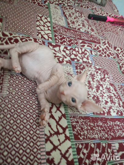 Донской сфинкс котята