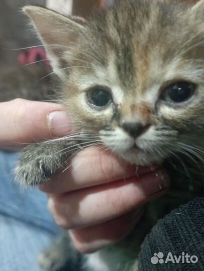 Кошки в дар бесплатно