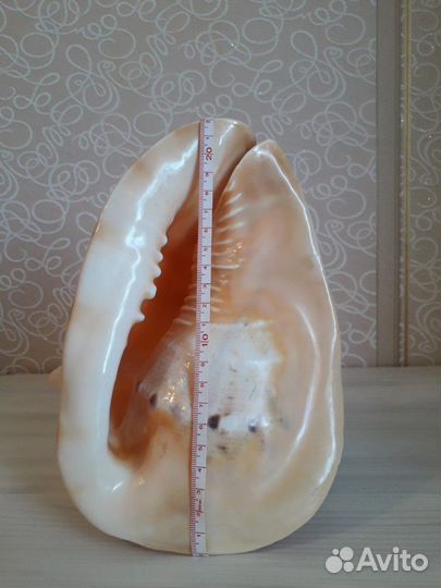 Ракушки морские большие