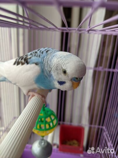 Волнистый попугай ручной