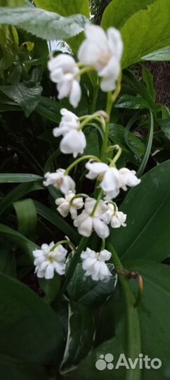 Ландыш махровый