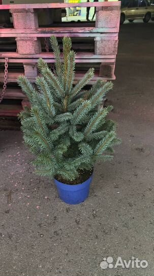 Ель голубая в горшке