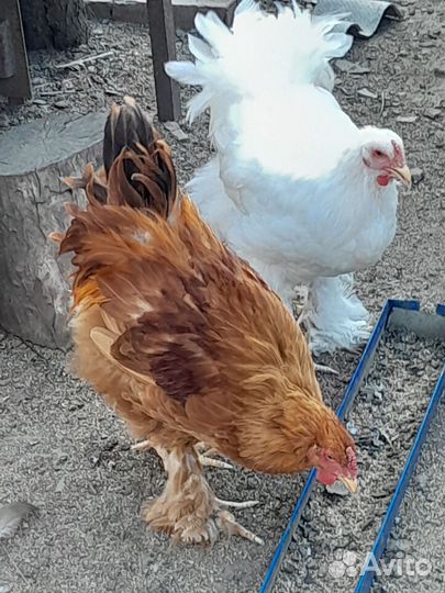 Молодые петушки брама