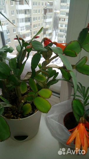 Рипсалидопсис оранжевый