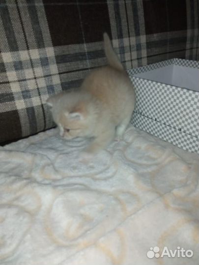 Котята(мальчик и девочка) в добрые руки бесплатно