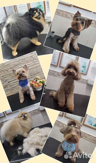 Стрижки собак и кошек. Грумер в Левенцовке