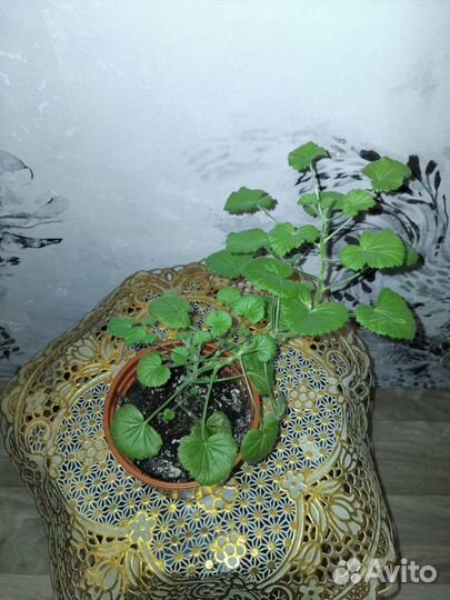 Пеларгонии ангелы