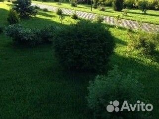 Газон мятликовый высокопрочный