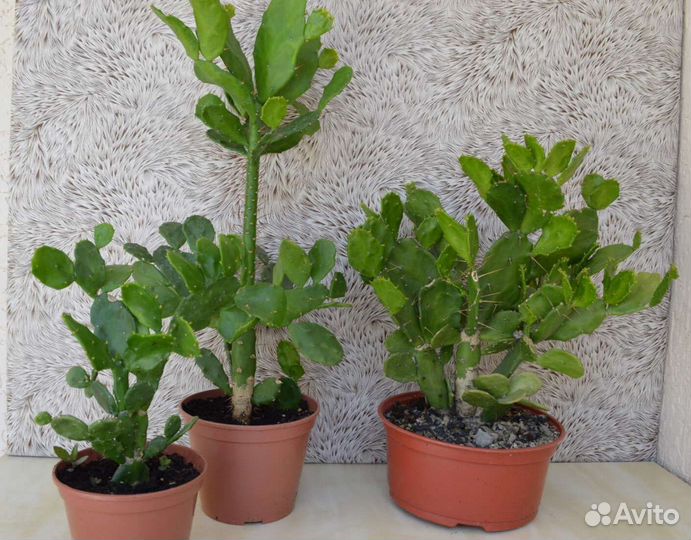 Бразилиопунция комнатная