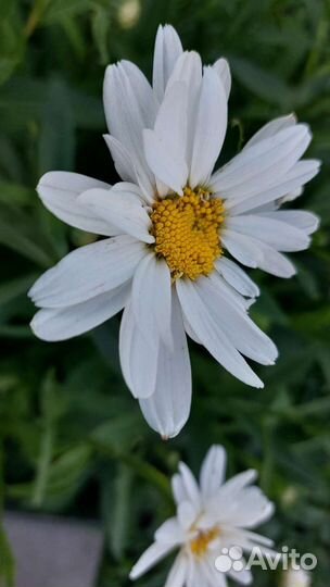 Ромашка крупная