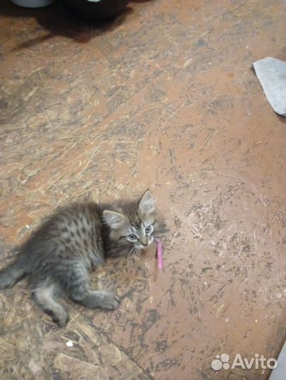 Кошки в добрые руки бесплатно