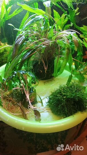 Аквариумные растения