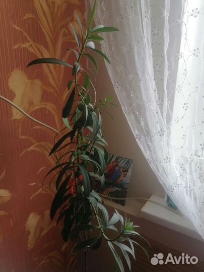 Олеандр розовый