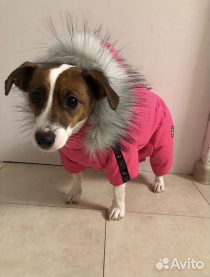 Зимний комбинезон для собаки