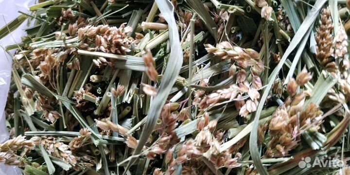 Трава Зубровка