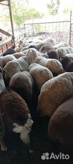 Овцы