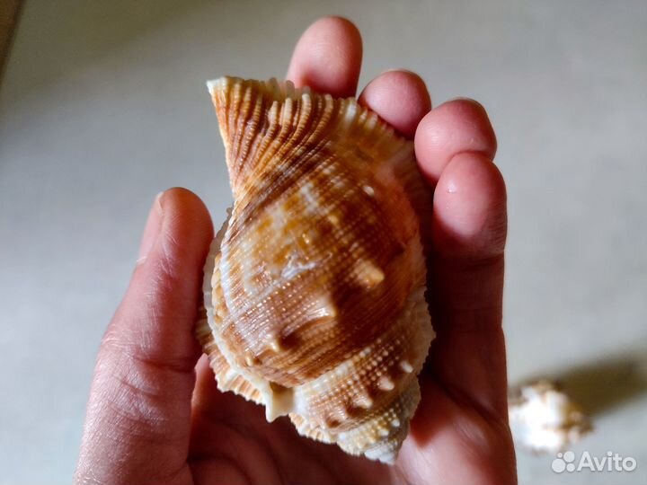 Морские раковины, ракушки