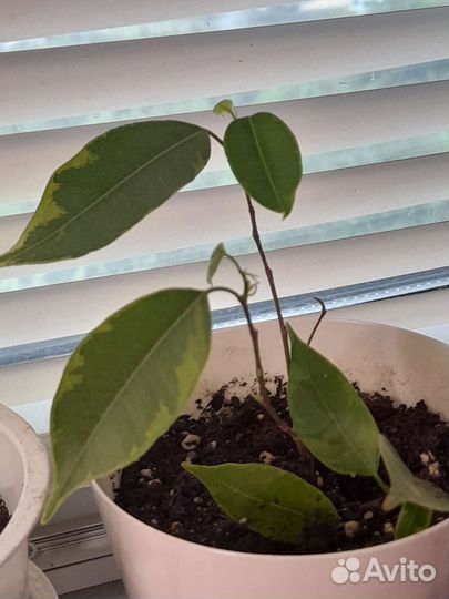 Фикус бенджамина